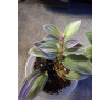 Традесканція кімнатна Світнес (Tradescantia cerinthoides 'Sweetness')